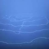 Siphonophores