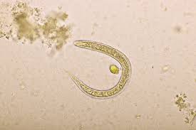 Parasitic worm