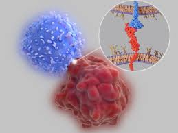 Programmed cell death protein 1