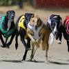 Greyhound racing ban